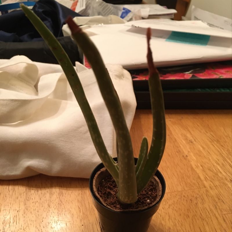 Photo of the plant species Mellow Yellow Orchid by Jessie named LiloStitch on Greg, the plant care app