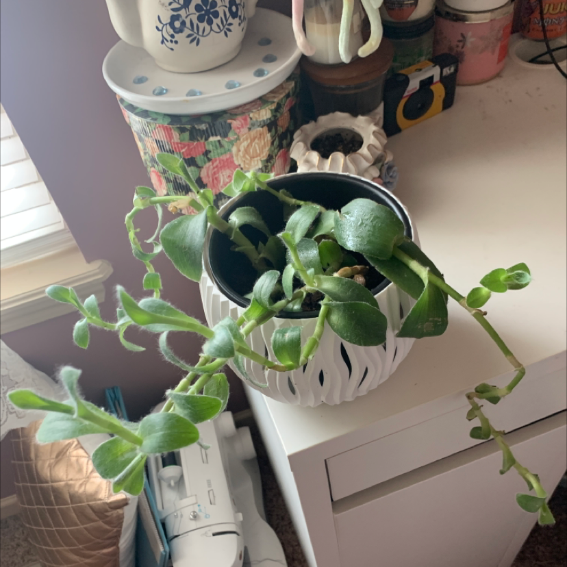 Photo of the plant species Lamb's Ear by @nadine named God on Greg, the plant care app