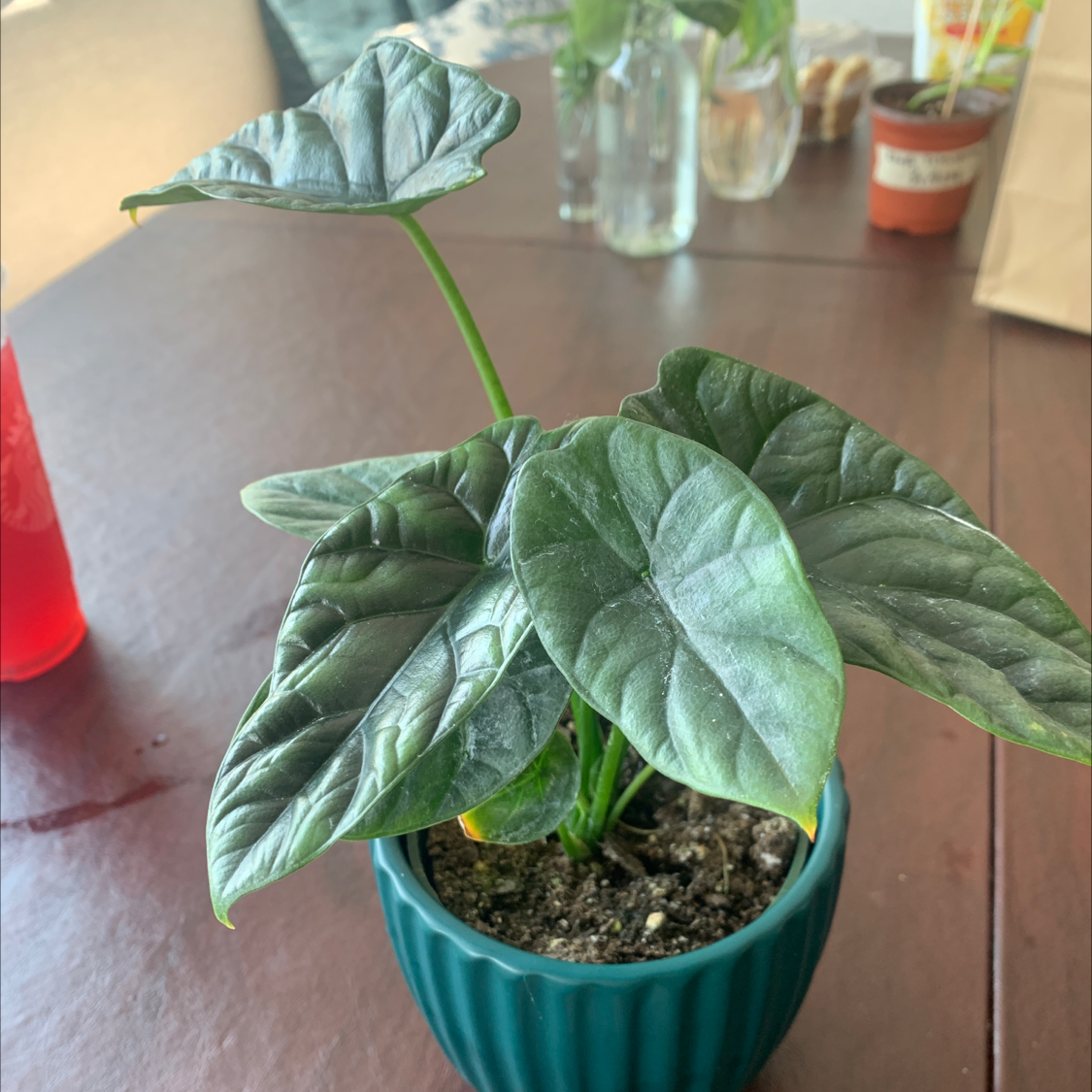 Photo of the plant species Jewel Alocasia by Brittany named Dragon tales on Greg, the plant care app