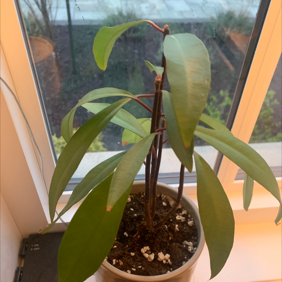 Shoebutton plant in a pot on a windowsill with healthy green leaves.