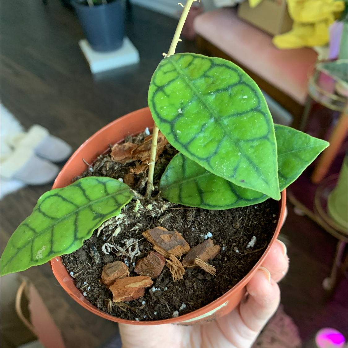 Potted Stiff Leafed Hoya plant with distinct veined leaves, held by a hand.