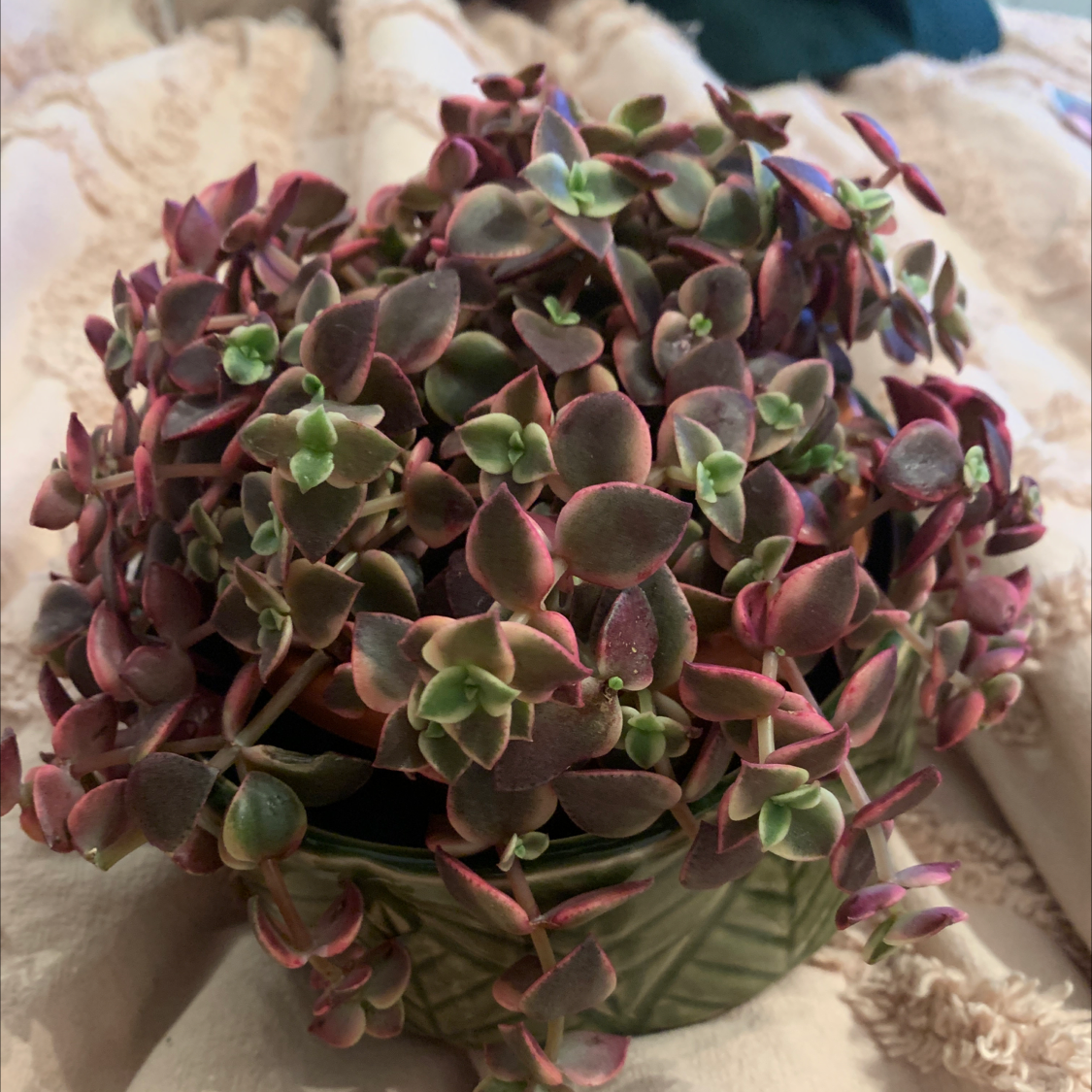 Close-up of a healthy Crassula Pellucida succulent plant with distinctive pink and green heart-shaped leaves in a small woven pot.
