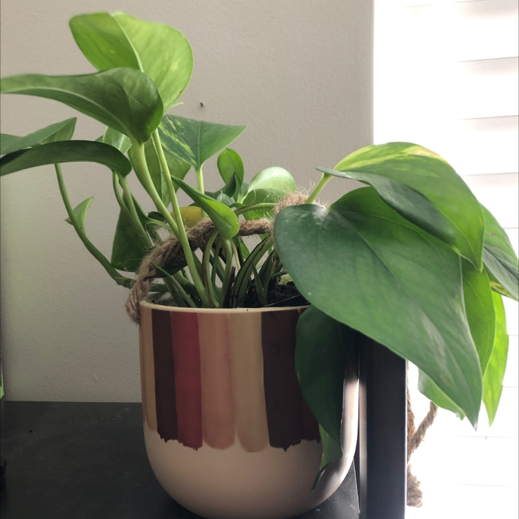 Taro Vine plant photo by James named Kobe on Greg, the plant care app.