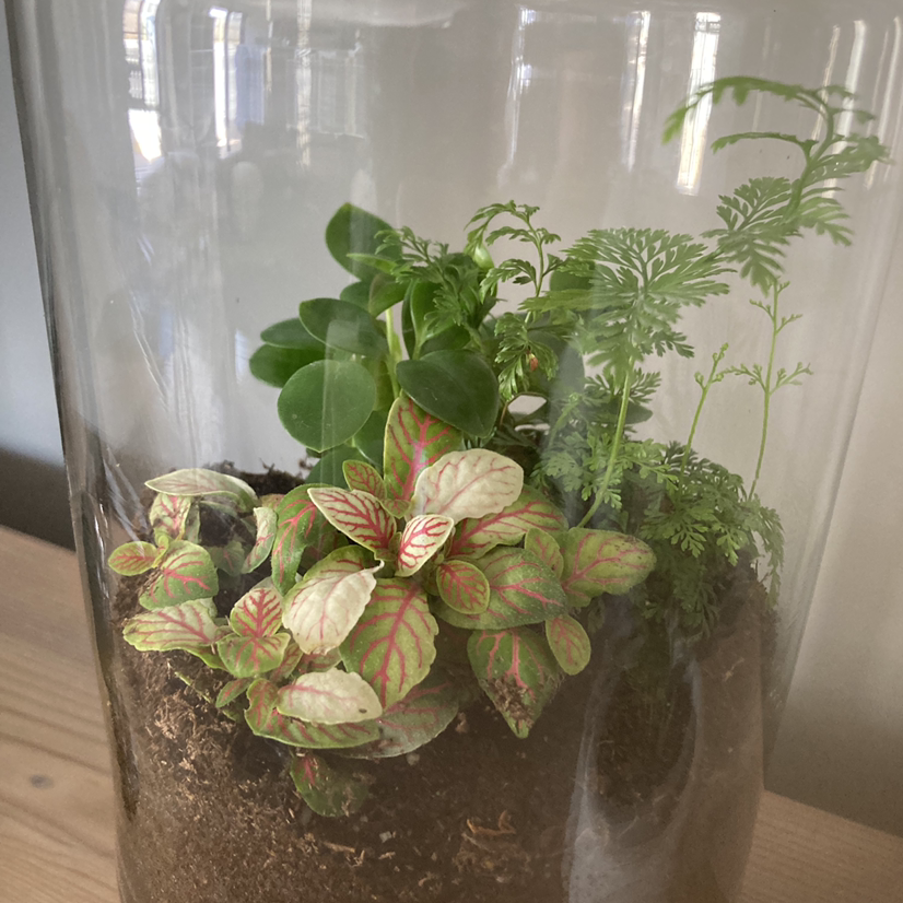 Photo of the plant species Herbst's Bloodleaf by @Rhiannonmarie named Your plant on Greg, the plant care app