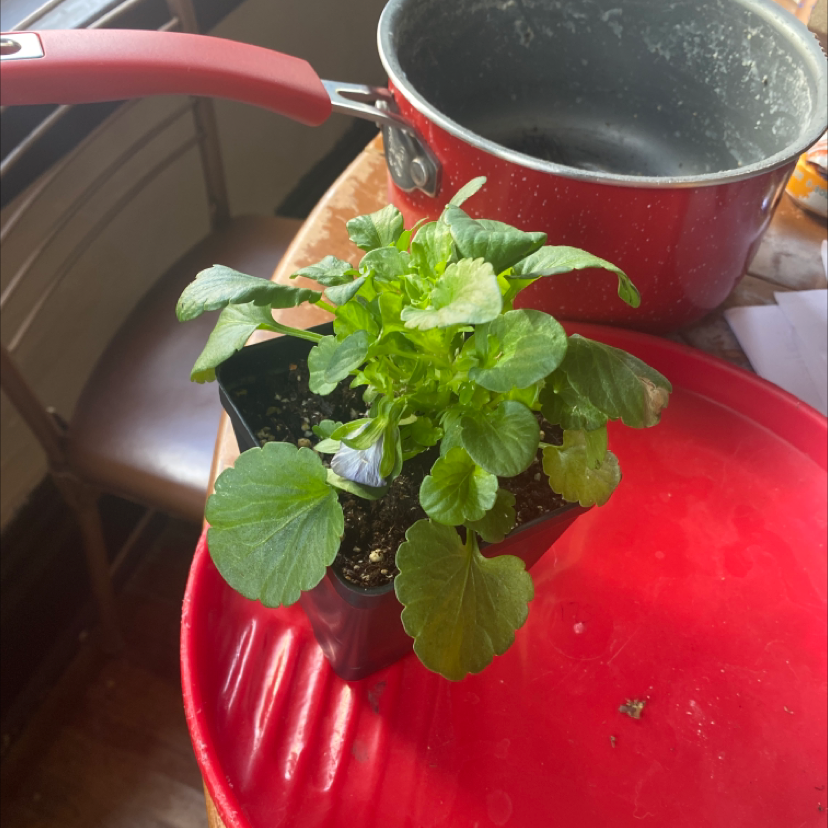 Potted Wild Pansy plant with healthy green leaves on a red tray.