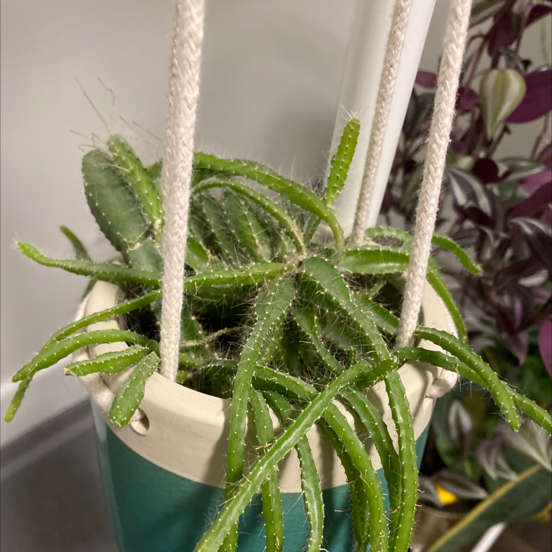 Photo of the plant species Queen of the Night by 👻 named Sage on Greg, the plant care app