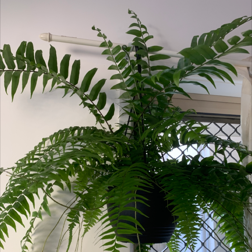 Photo of the plant species Semele androgyna by Samantha named Faboules fern on Greg, the plant care app