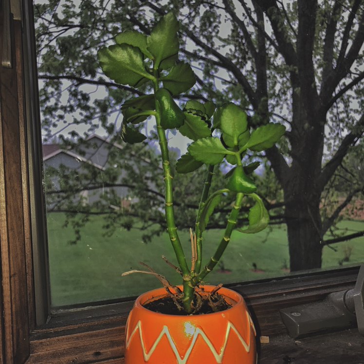 Florist Kalanchoe plant photo by @leisbecca named kalanchoe biden on Greg, the plant care app.