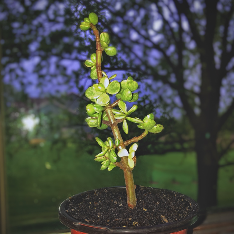 Porkbush plant photo by @leisbecca named stevie pricks on Greg, the plant care app.