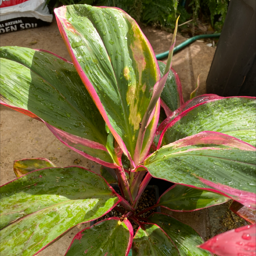 Healthy Ti Plant with vibrant green and pink variegated leaves, showing glossy foliage and no signs of disease or stress.