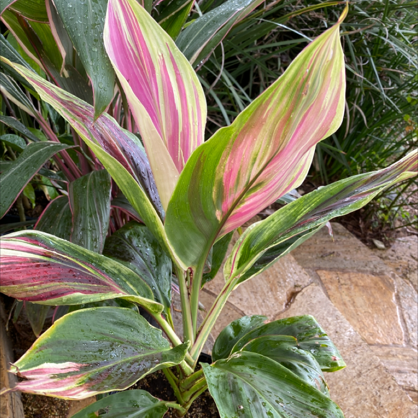 Healthy Ti plant with vibrant pink and green striped leaves growing outdoors in soil.
