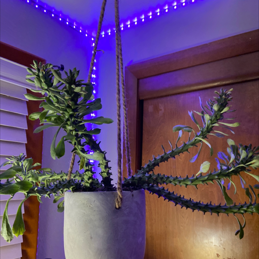 Photo of the plant species Persian Carpet Flower by @owendegroot named fluffy on Greg, the plant care app