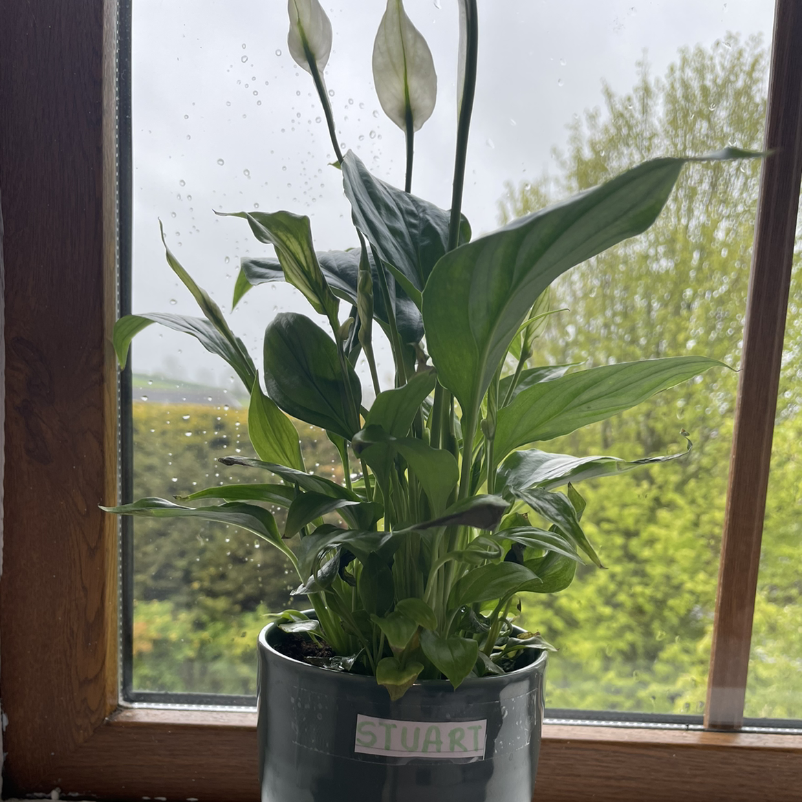 Peace Lily plant photo by @meabh named Stuart on Greg, the plant care app.