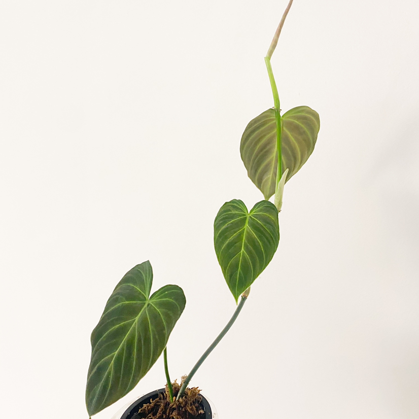 Philodendron melanochrysum x verrucosum plant with three healthy leaves, well-framed and centered.