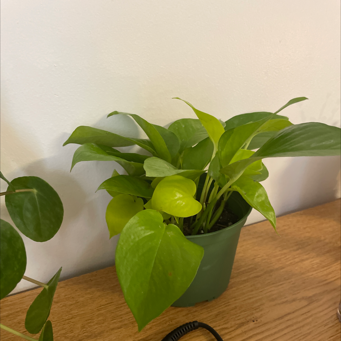 Neon Pothos plant in a green pot on a wooden surface, appearing healthy with vibrant green leaves.