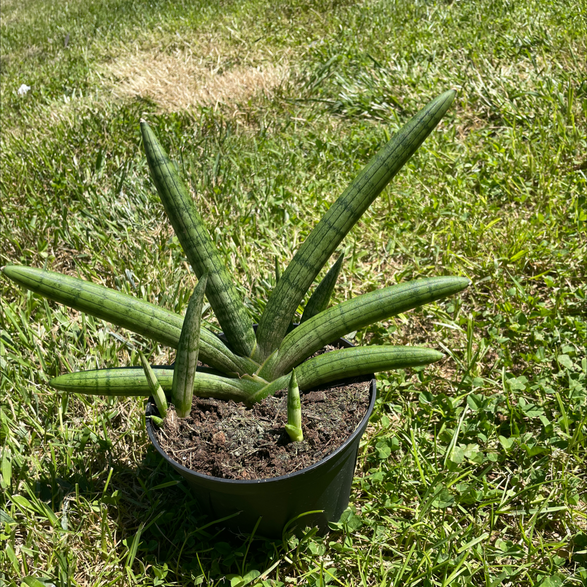 Starfish Snake Plant in a small pot on grass, appearing healthy with green upright leaves.
