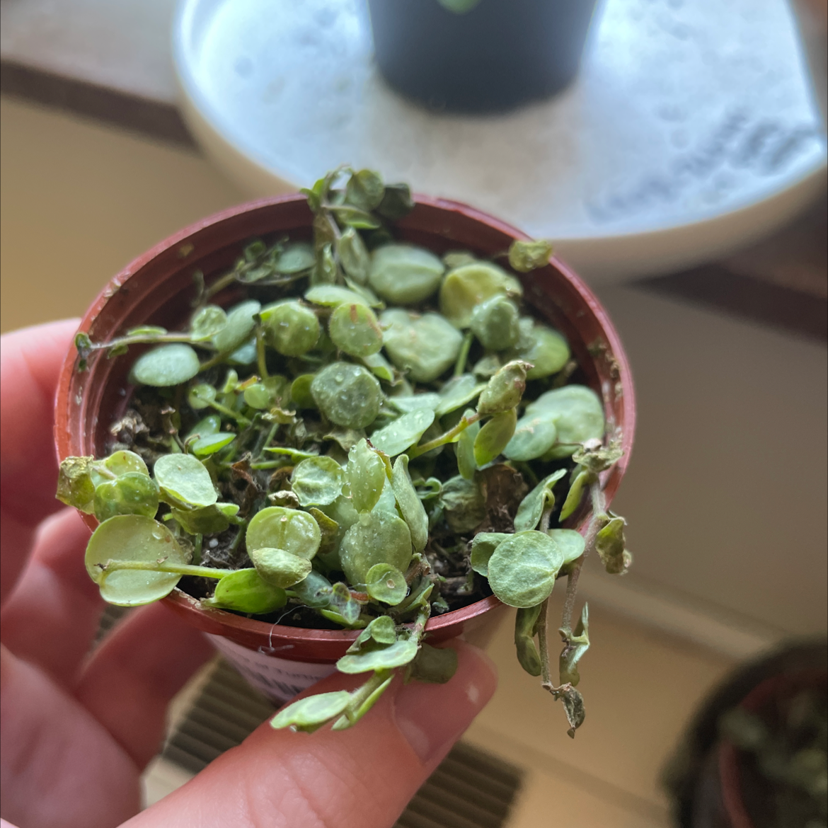 String of Turtles plant in a small pot with visible leaf damage, held by a hand.