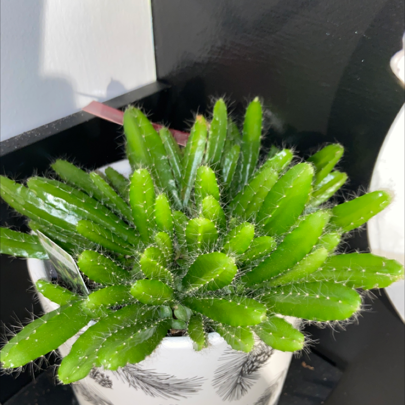 Photo of the plant species White-Fleshed Pitahaya by @autumn.ward named Lamar on Greg, the plant care app