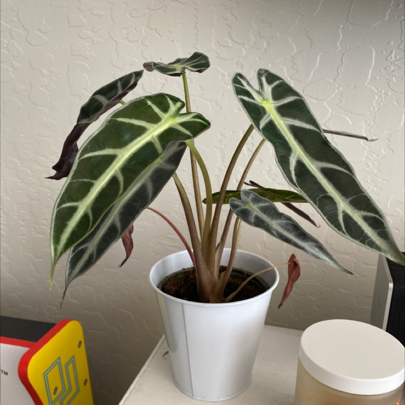 Photo of the plant species Alocasia Polly Plant by @Kc2AzDana named Toto on Greg, the plant care app