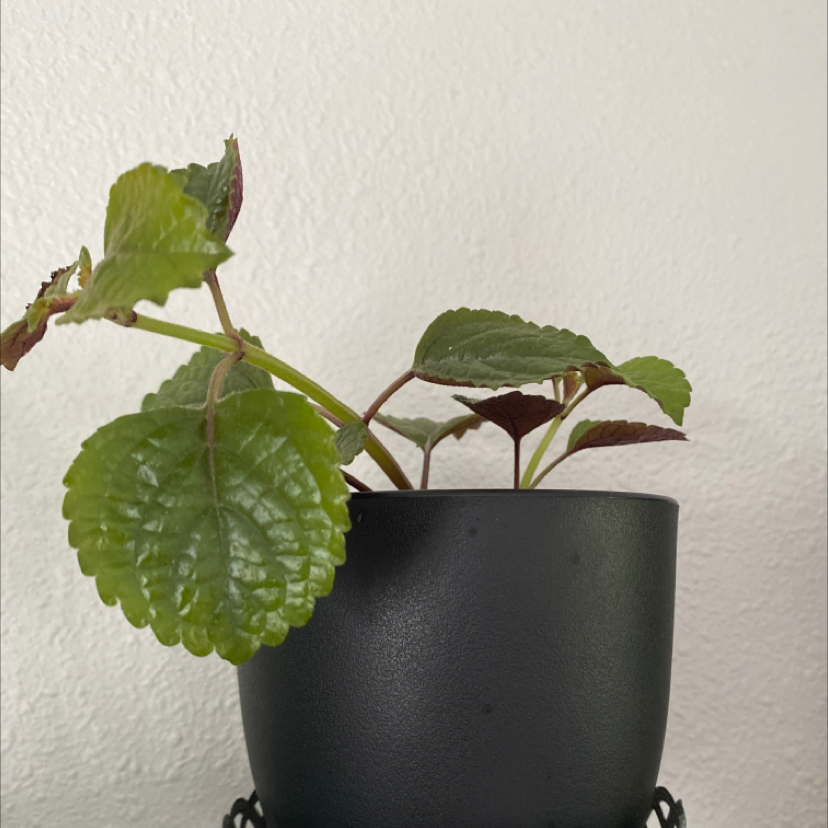 Potted White-Edged Swedish Ivy with healthy green leaves in a black pot.