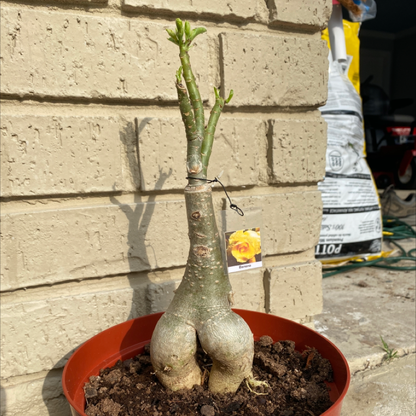 Photo of the plant species Desert Rose Plant by @Franceypants named JudyBooty on Greg, the plant care app