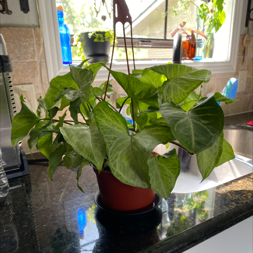 Photo of the plant species Syngonium 'White Butterfly' by @Franceypants named Ellie on Greg, the plant care app