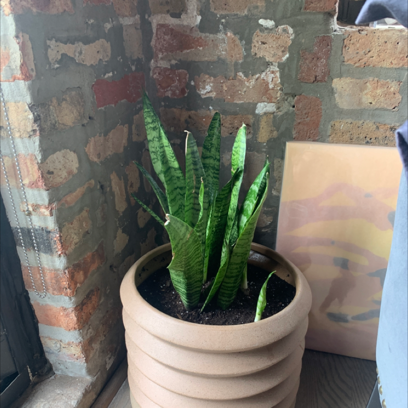 Zeylanica Snake Plant in a pot indoors near a brick wall, with some minor browning on a few leaves.