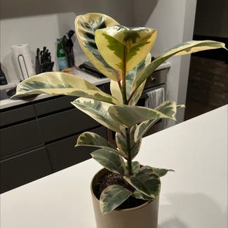 Variegated Rubber Tree plant in Chicago, Illinois