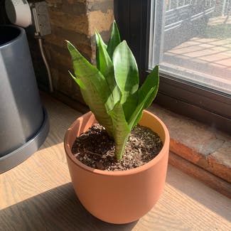 Silver Snake Plant plant in Chicago, Illinois