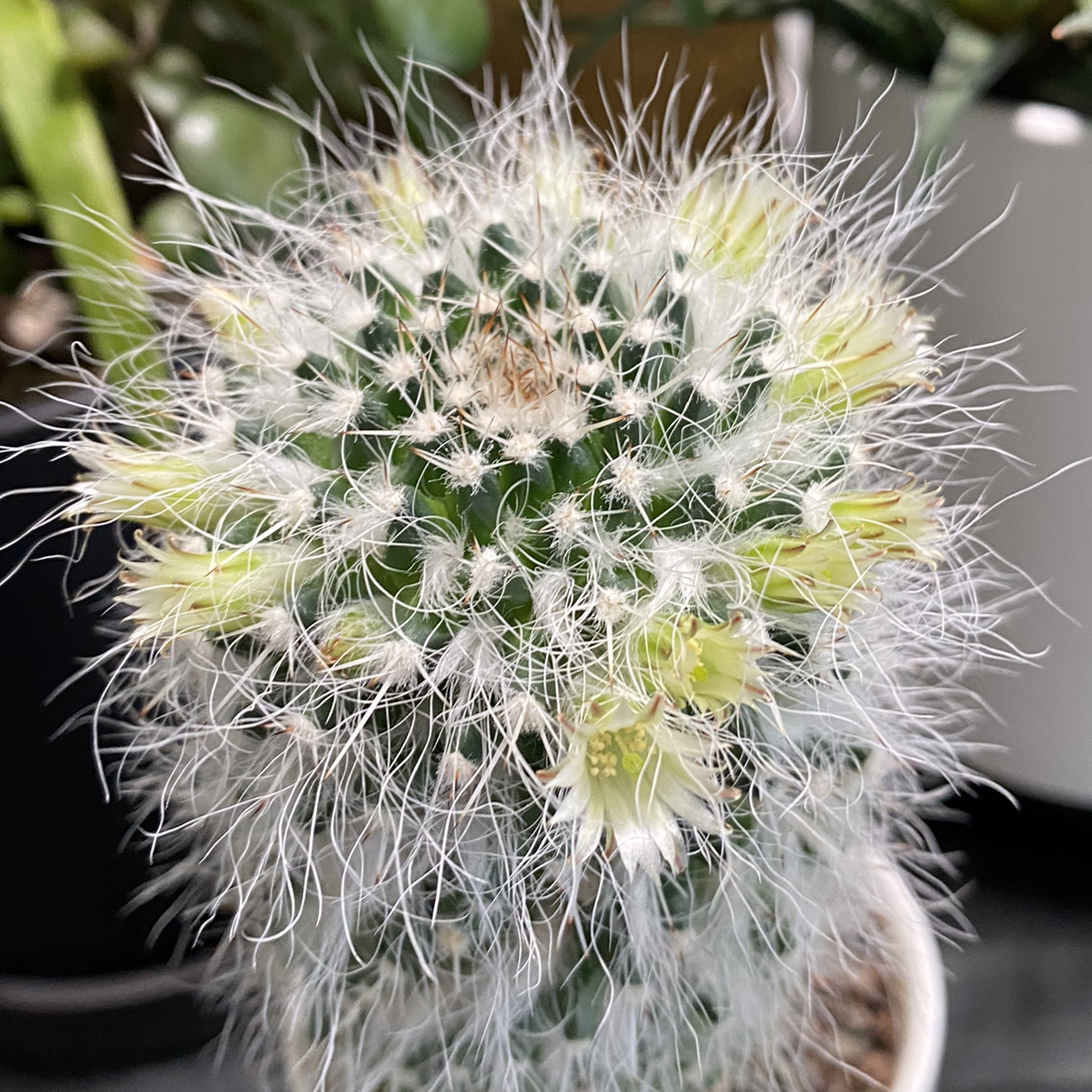 Mammillaria karwinskiana 'Nejapensis' cactus, healthy and well-framed.
