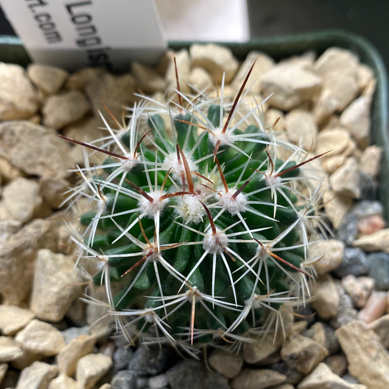 Photo of the plant species Echinofossulocactus longispinus by @joma named Echinofossulocactus Longispinus on Greg, the plant care app