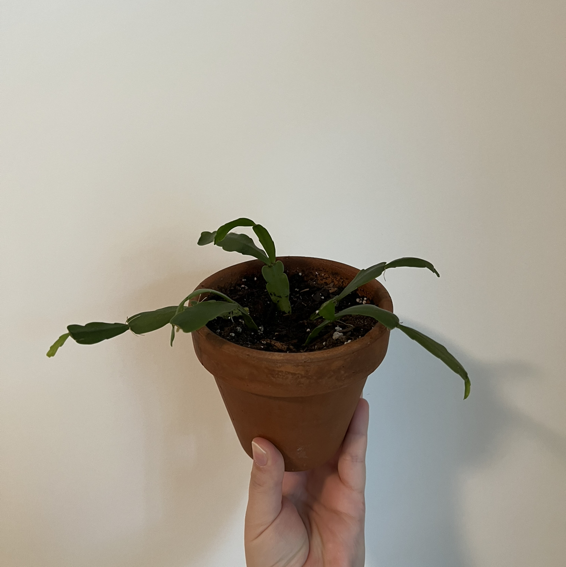 Potted true Christmas Cactus held by a hand, with green leaves and visible soil.