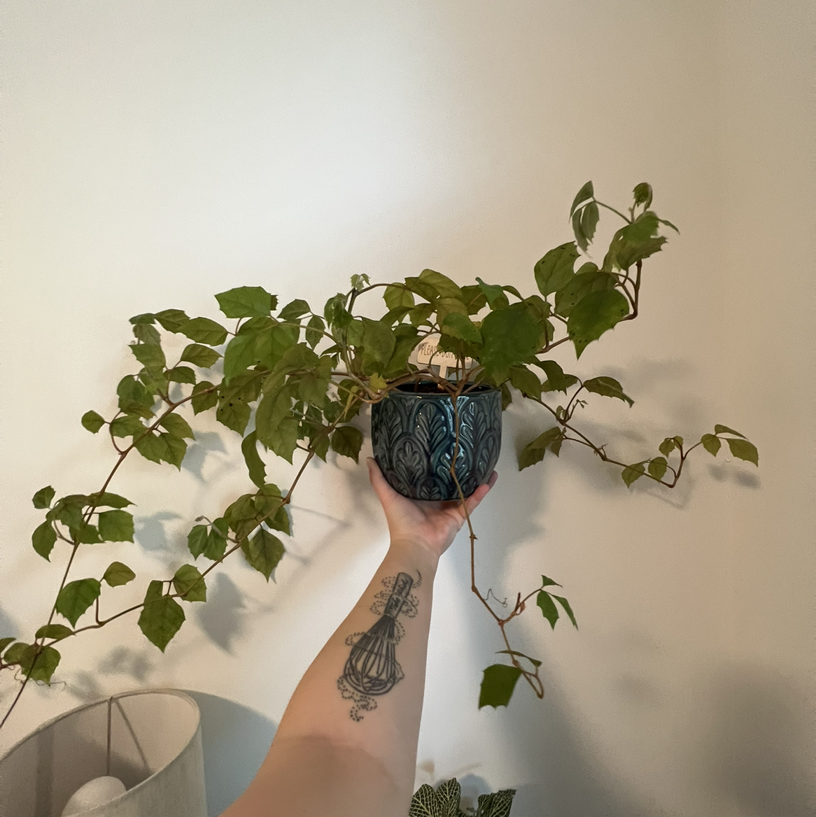 Close-up of a healthy Grape Ivy plant with trailing vines and green leaves, held up by a person's hand with a tattoo.