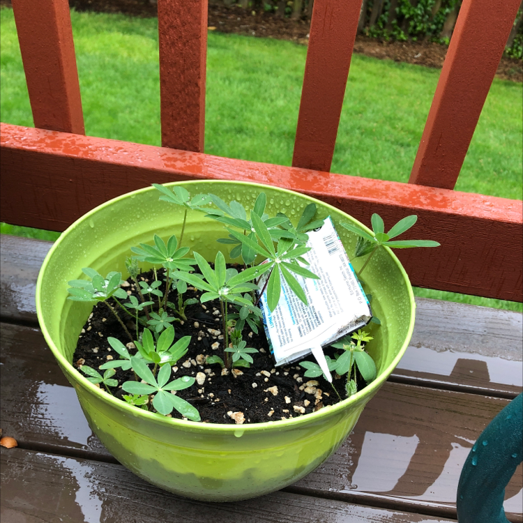 Photo of the plant species Big-Leaved Lupine by @SophieandSherm named Remus on Greg, the plant care app