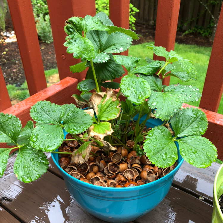 Photo of the plant species California Strawberry by @SophieandSherm named Wanda on Greg, the plant care app