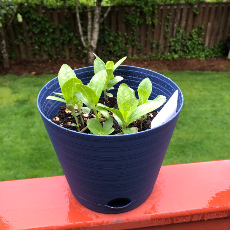 Photo of the plant species Common Zinnia by @SophieandSherm named Franklin on Greg, the plant care app