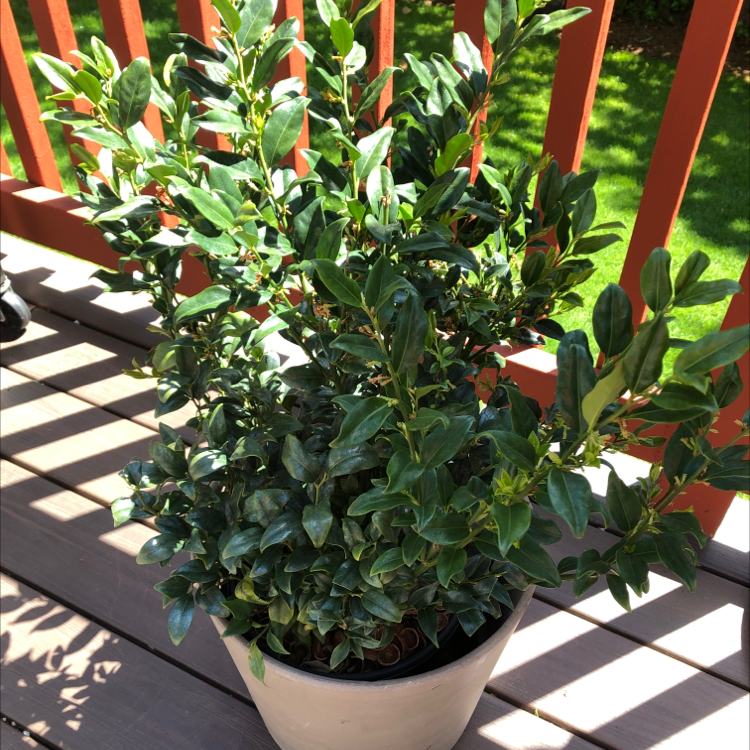 Photo of the plant species Sweet Box by @SophieandSherm named Lola on Greg, the plant care app