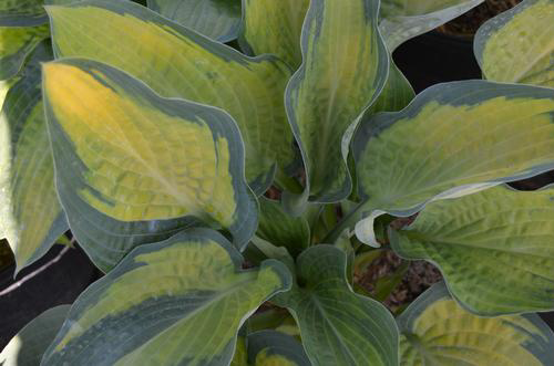 suji-gibōshi plant photo by @tiobri named Lola on Greg, the plant care app.
