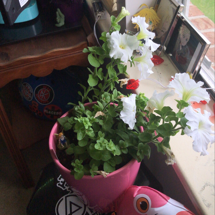 Photo of the plant species Large White Petunia by @corrupt_riot named Lexi on Greg, the plant care app