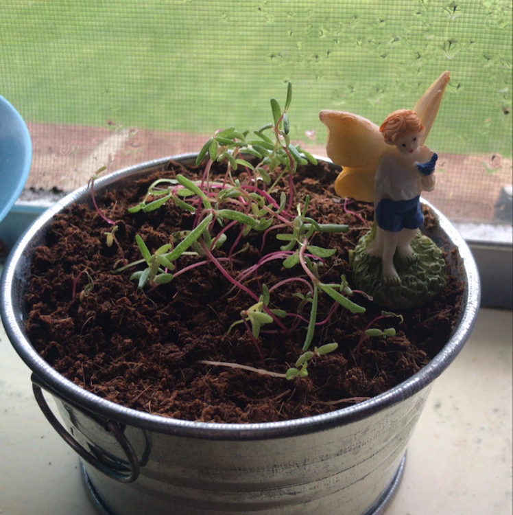Moss Rose Purselane plant photo by @corrupt_riot named Luna on Greg, the plant care app.