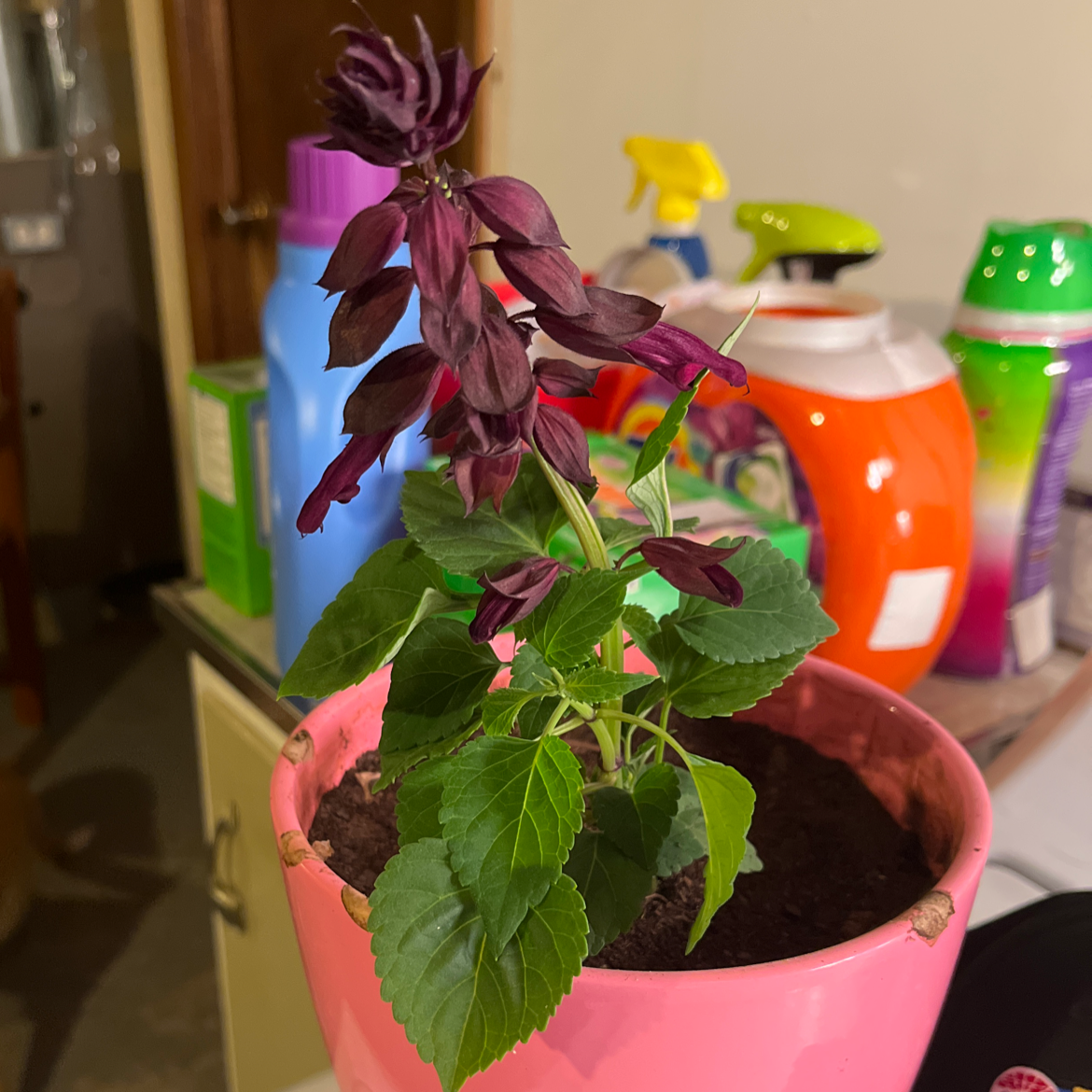 Scarlet Sage plant in a pink pot with dark purple flowers and green leaves.