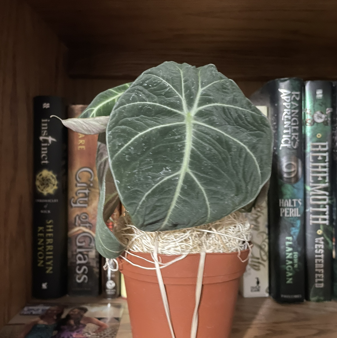 Black Velvet Alocasia plant in a pot on a shelf with dark green leaves and white veins.