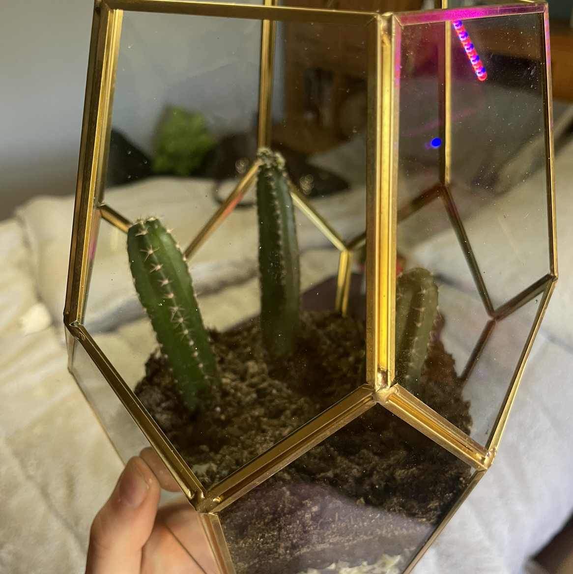Hedge Cactus in a geometric glass terrarium with visible soil, held by a hand.