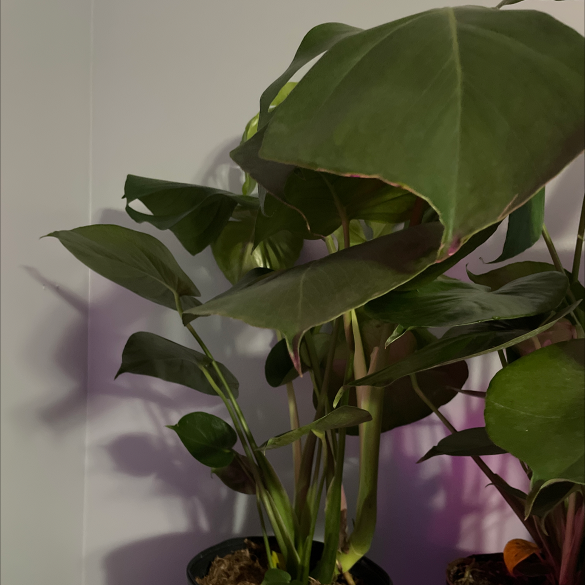 Split Leaf Philodendron with large green leaves, well-maintained and healthy.