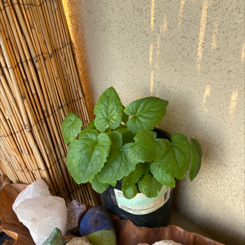Potted Annual Honesty plant with healthy green leaves against a wall with decorative stones.
