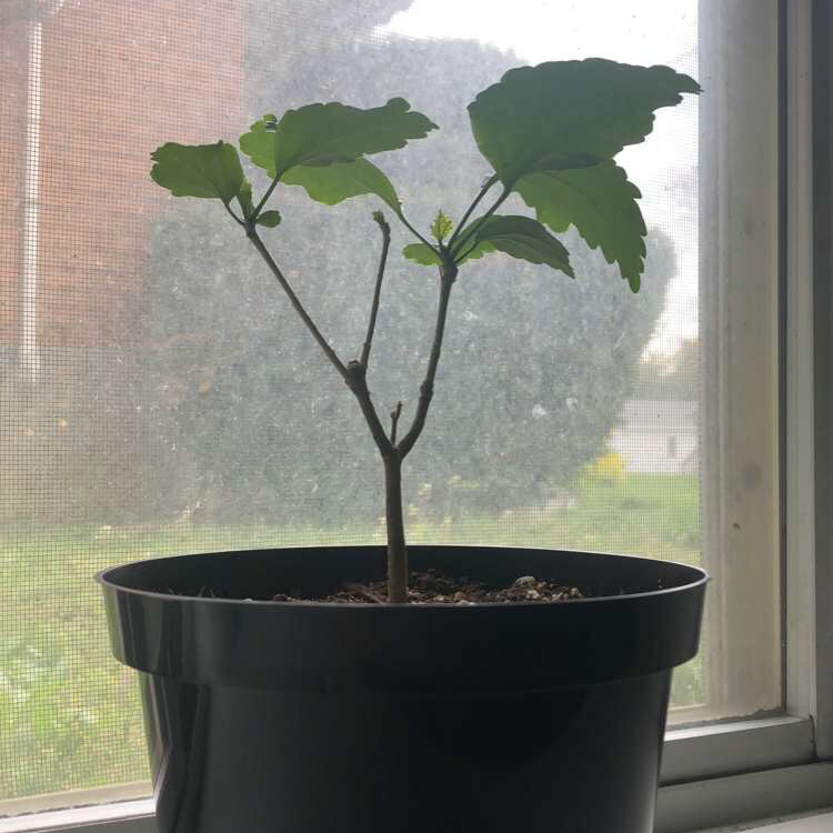 Potted Korean Hibiscus plant near a window with healthy green leaves.