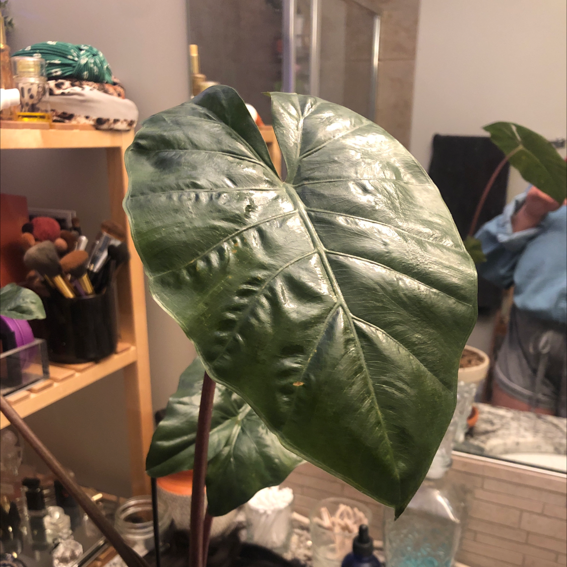Photo of the plant species Yucatan Princess by @Lexiesoasis named Alo. Yucatán Princess on Greg, the plant care app