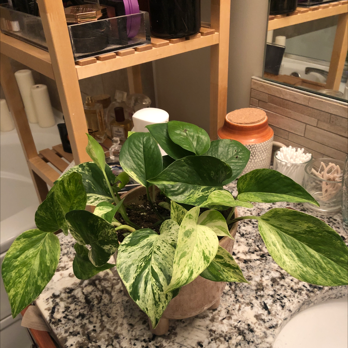 Marble Queen Pothos plant photo by @Lexiesoasis named Marble Pothos on Greg, the plant care app.