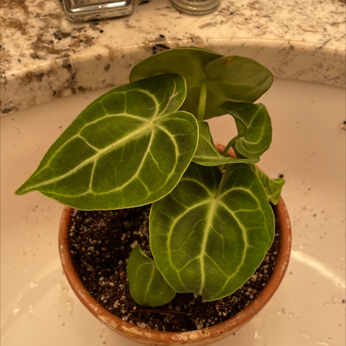 Velvet Cardboard Anthurium plant in a small pot with healthy green leaves and visible soil.