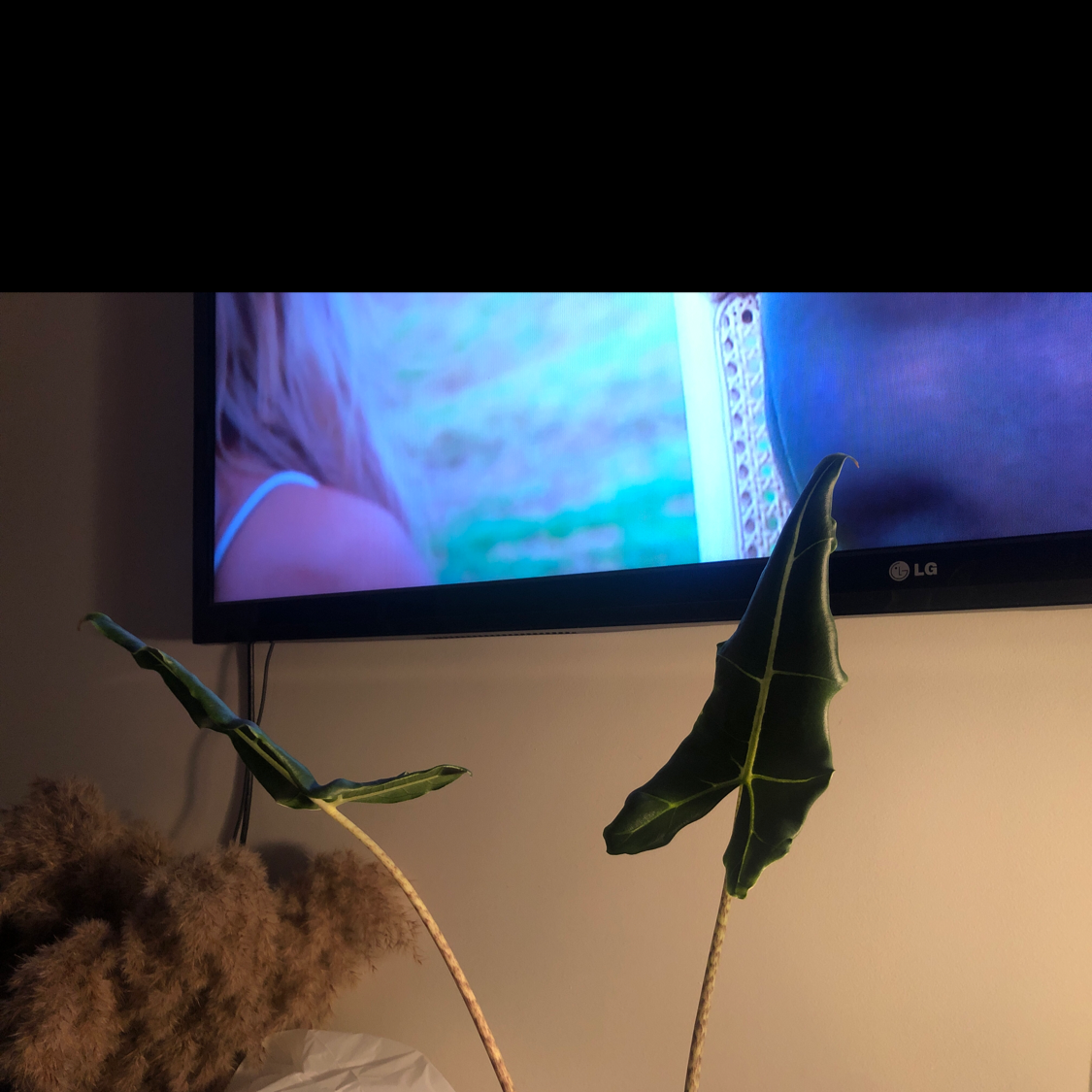Alocasia 'Sarian' plant with two leaves, one drooping, in front of a television screen.